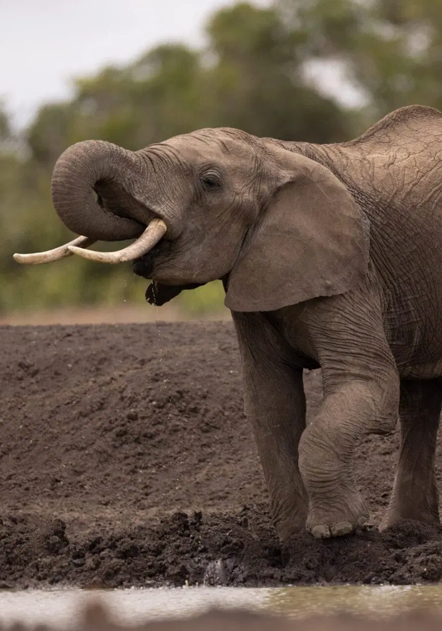 3-days-sweet-waters-oj-pejeta-safari-5