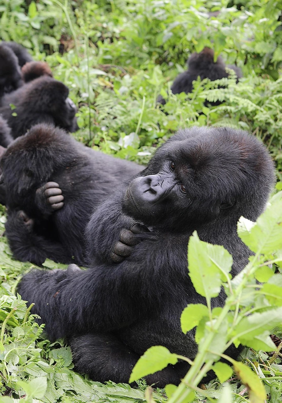 4-days-gorilla-trekking-in-rwanda-11