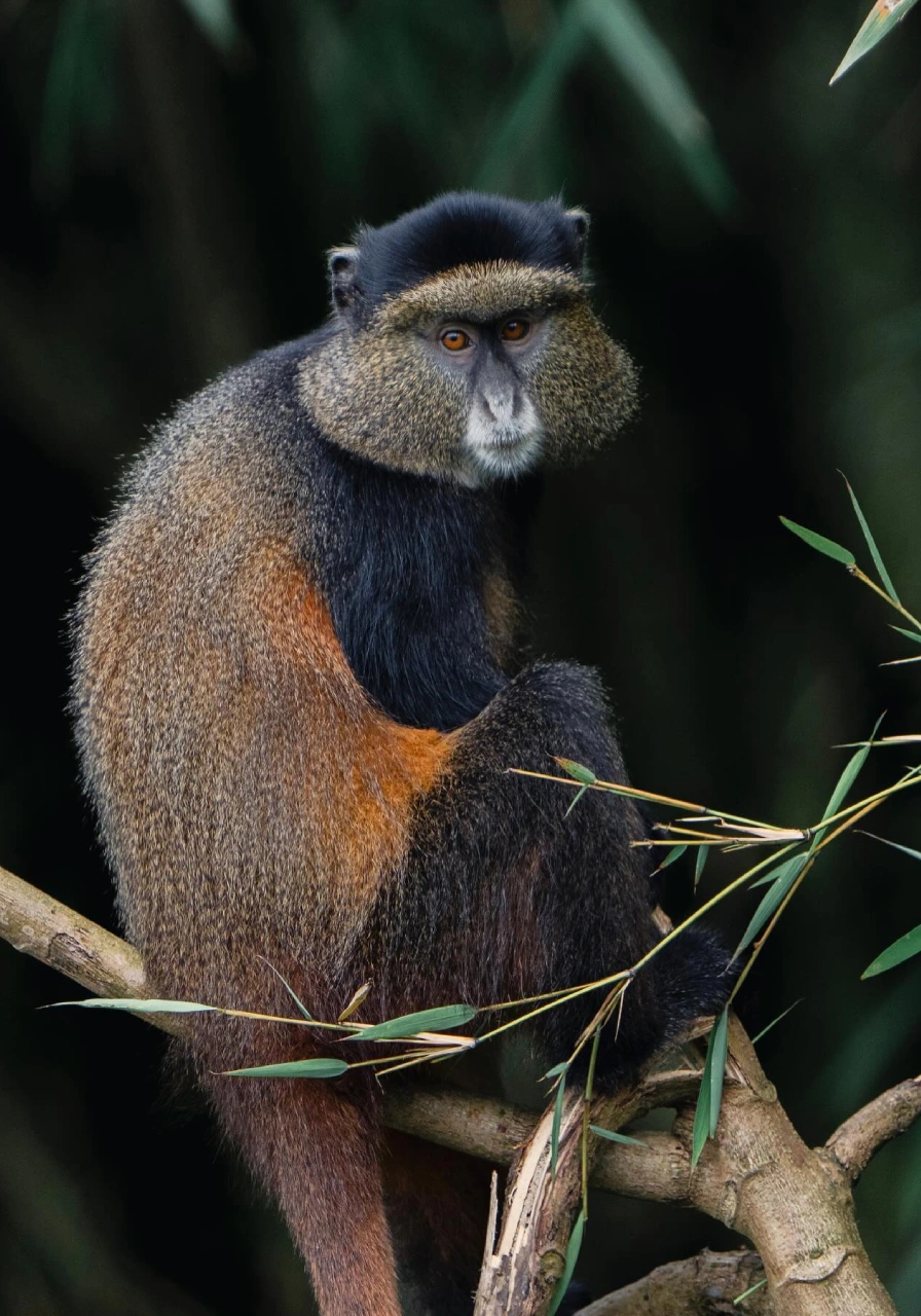 4-days-gorilla-trekking-in-rwanda-2