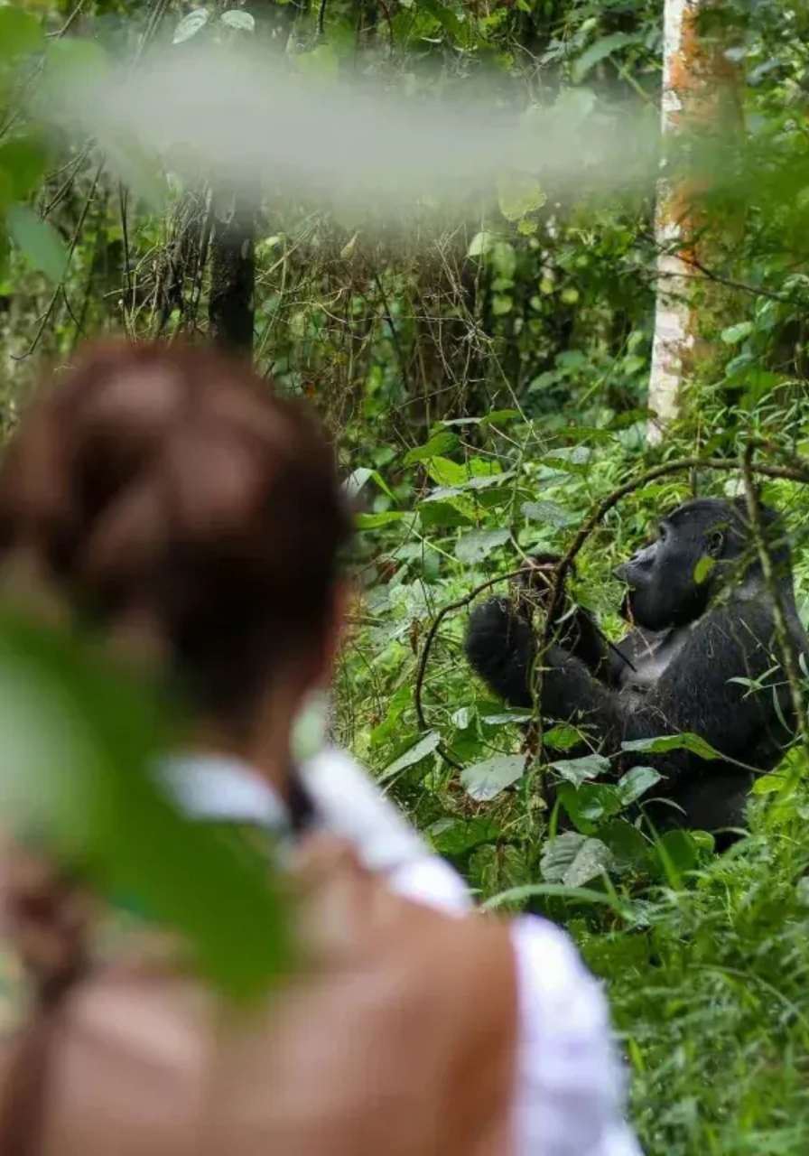 4-days-gorilla-trekking-in-rwanda-4