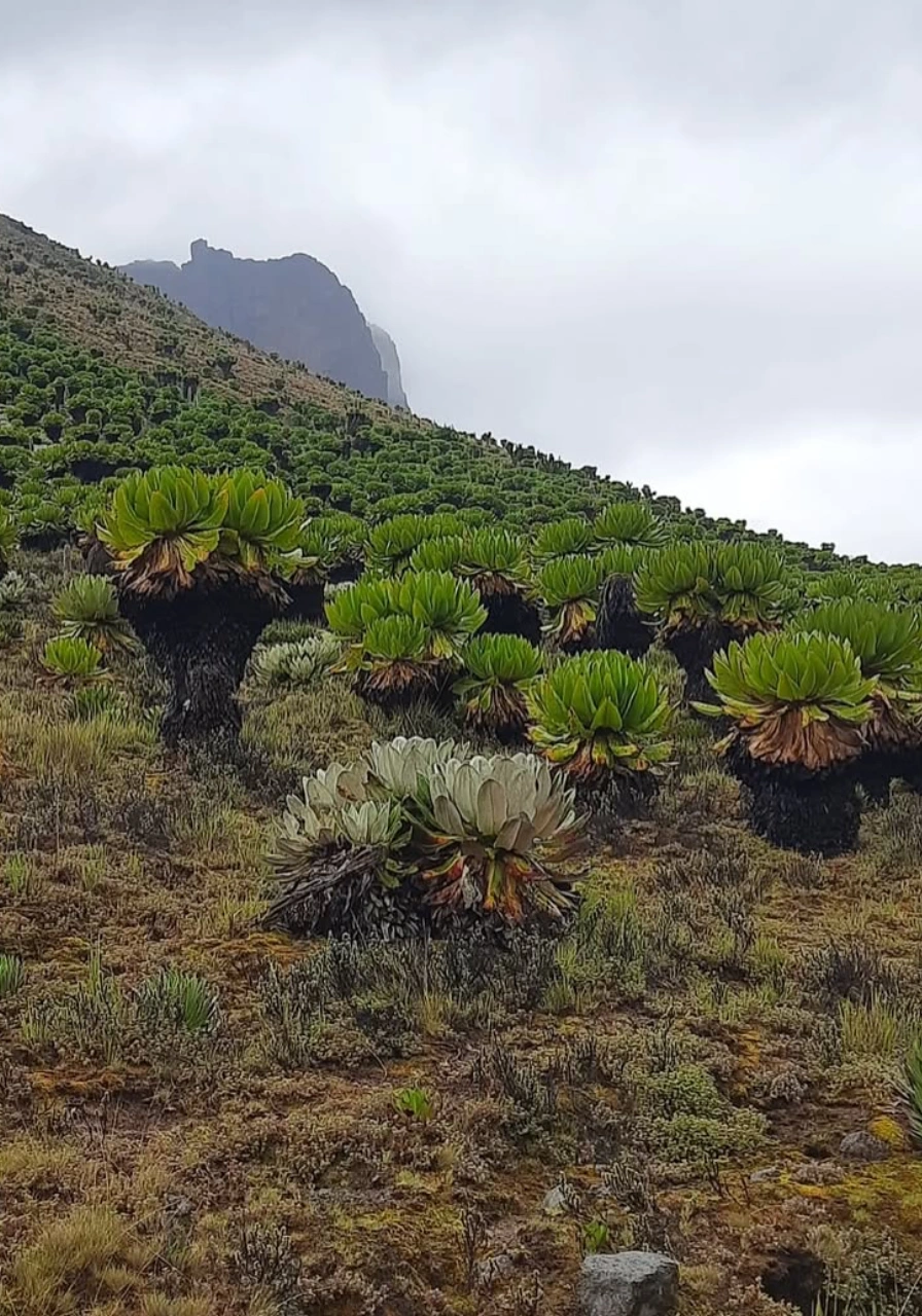 5-days-naromoru-trek-5