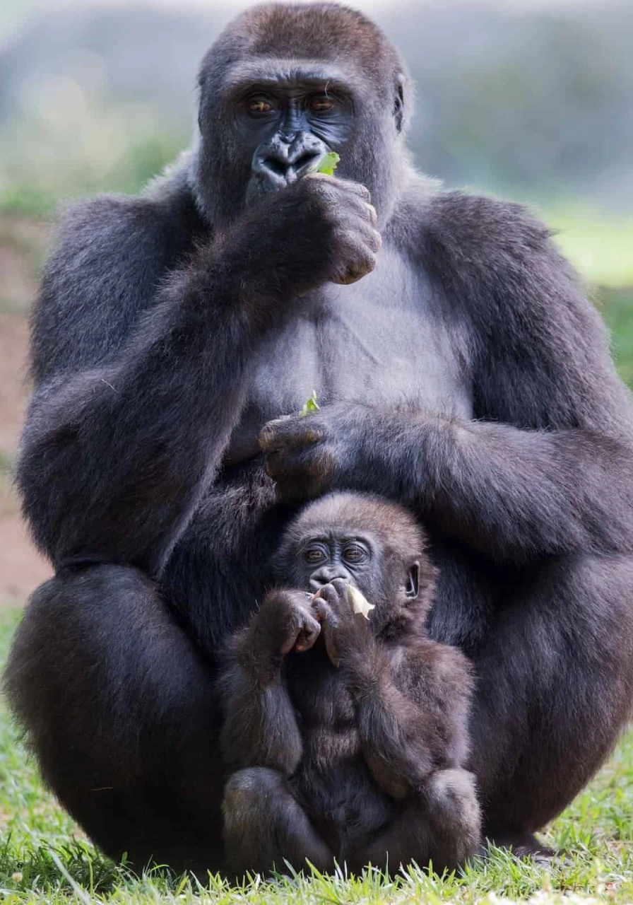 6-days-gorillas-chimpanzee-trekking-2