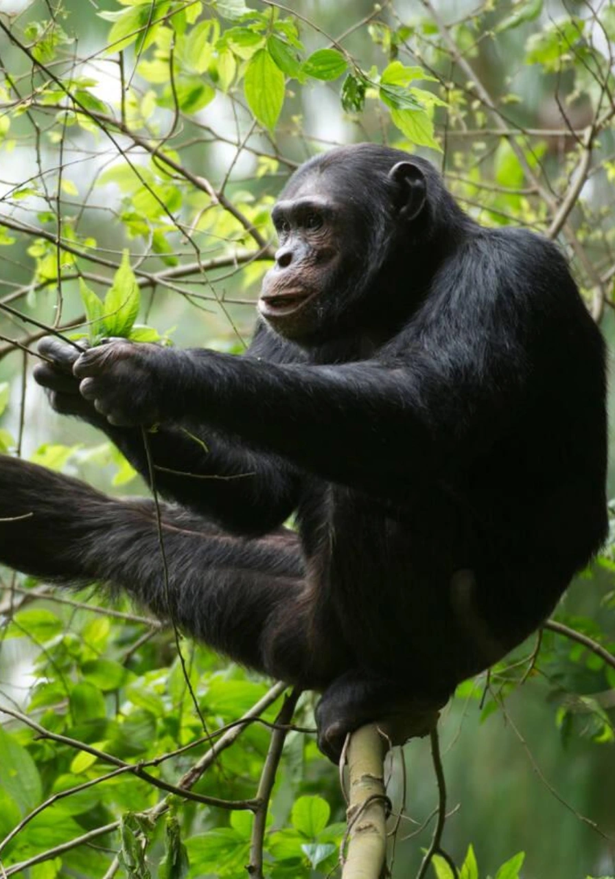 6-days-gorillas-chimpanzee-trekking-4
