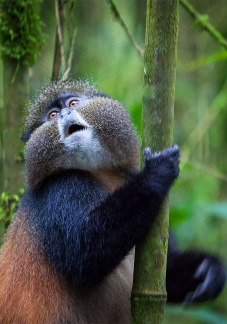 6-days-gorillas-chimpanzee-trekking-5