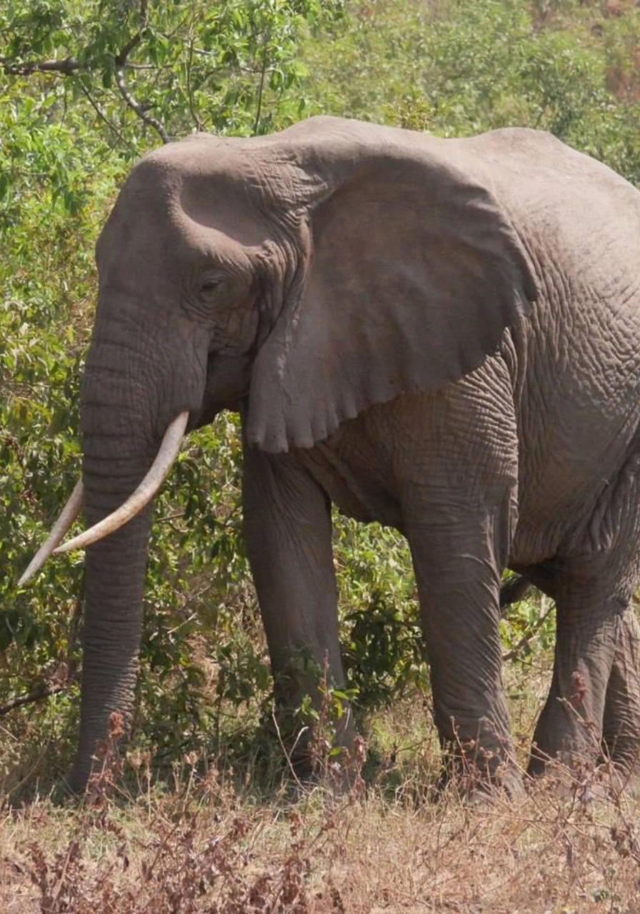 6-days-tanzania-camping-safari-1 (1)