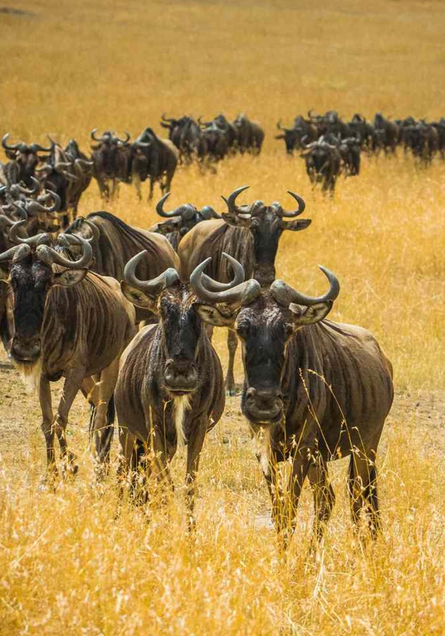 6-days-tanzania-camping-safari-2