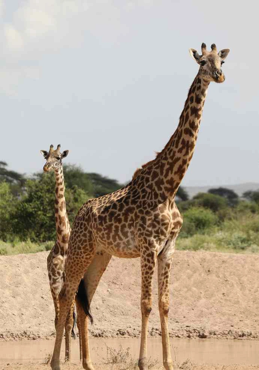 6-days-tanzania-camping-safari-3