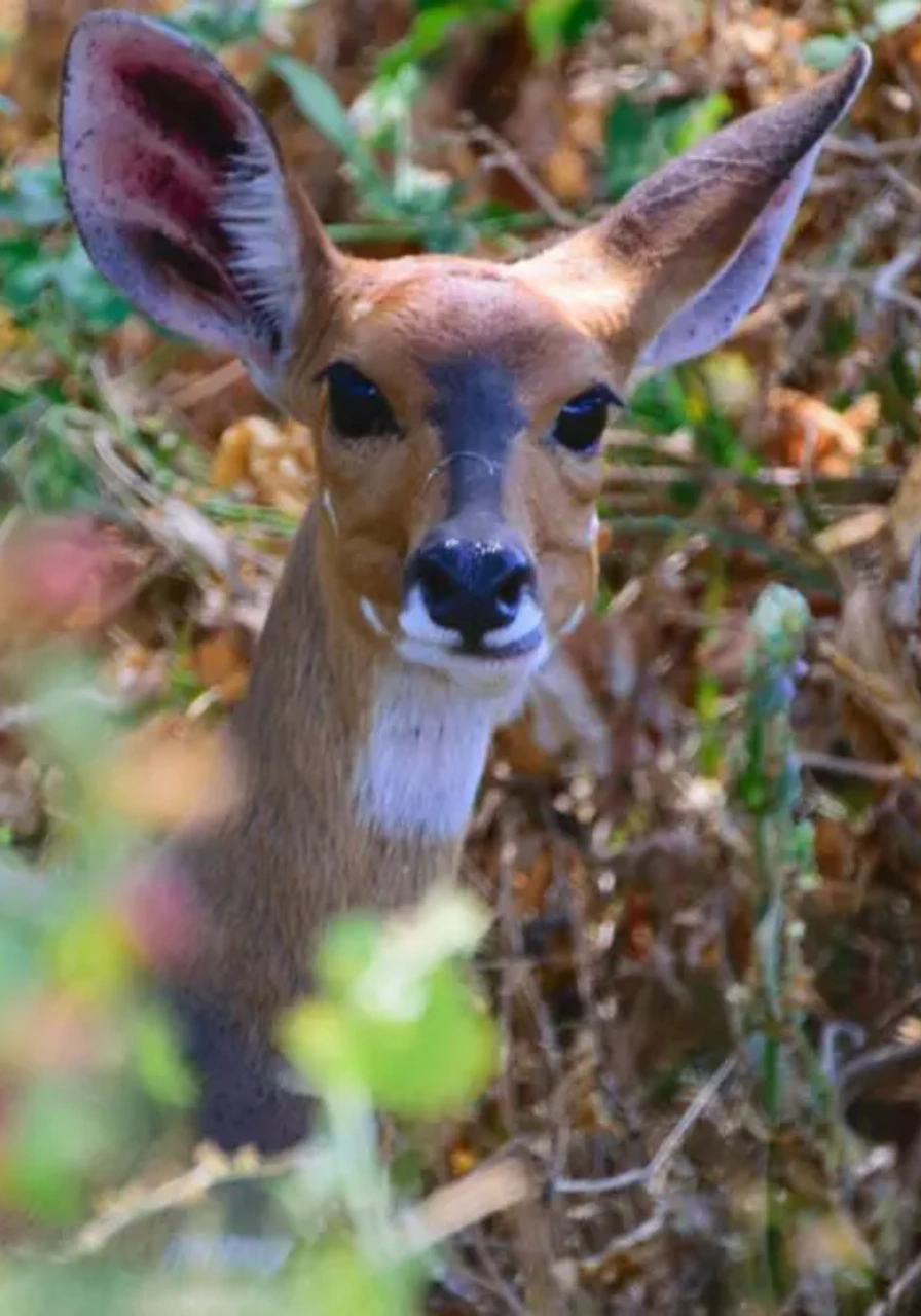 6-days-tanzania-camping-safari-6