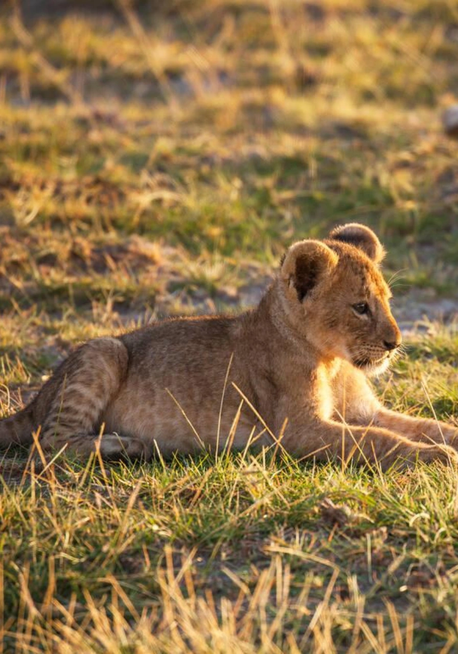 7-days-amboseli-safari-1 (2)