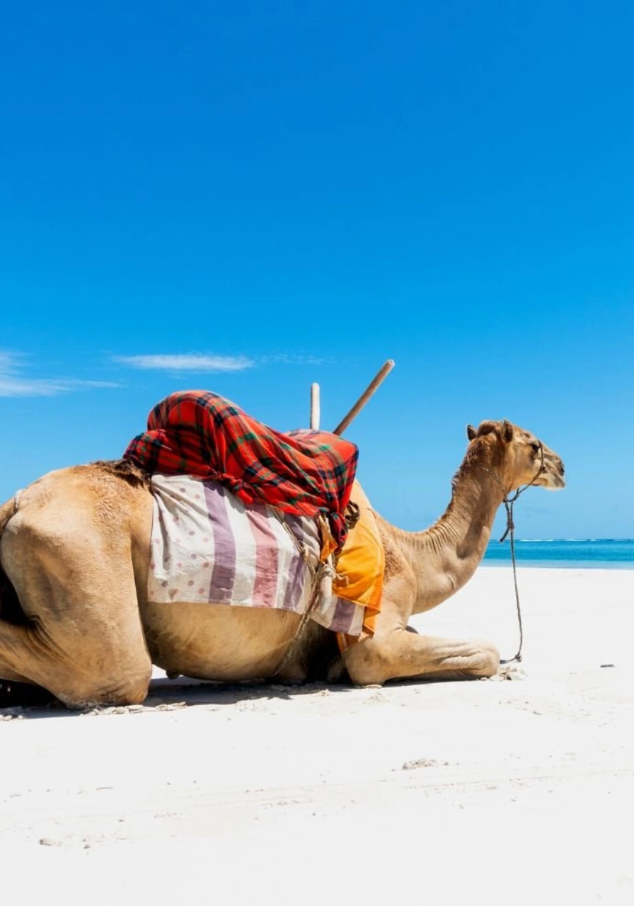 7-days-amboseli-safari-6 (1)