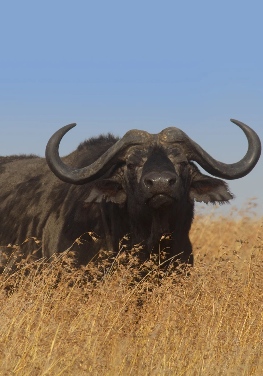 7-days-tanzania-big-five-safari-3