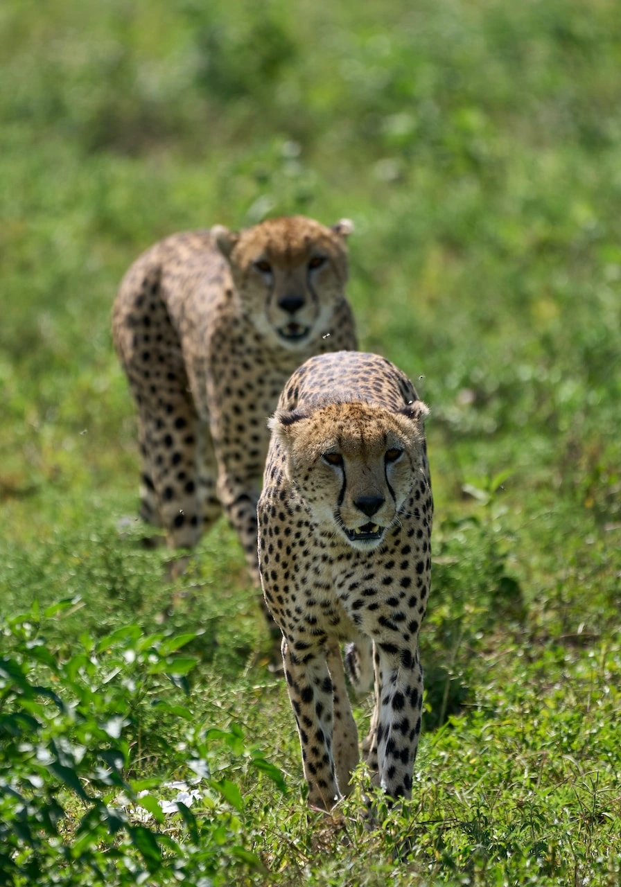 7-days-tanzania-big-five-safari-6