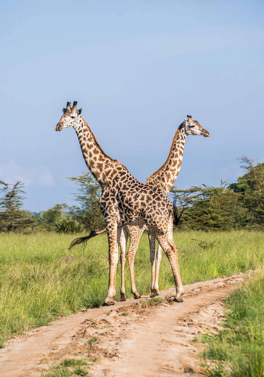 7-days-walking-and-classic-safari-6