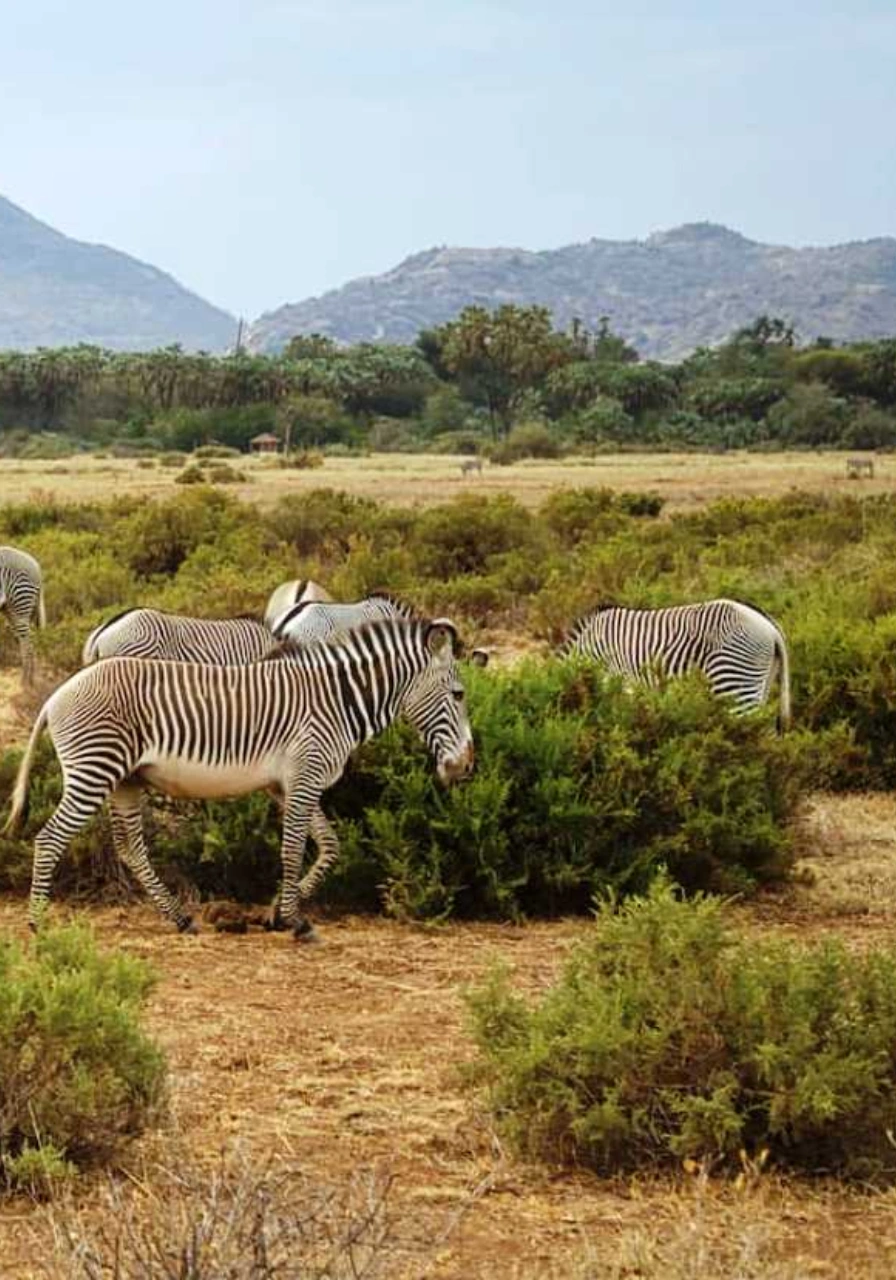 8-days-7-nights-fly-me-around-kenya-safari-16