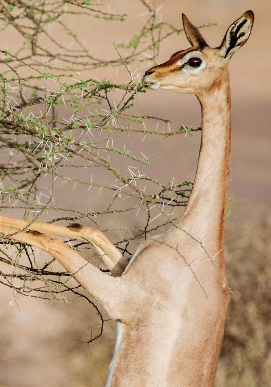 8-days-7-nights-fly-me-around-kenya-safari-18