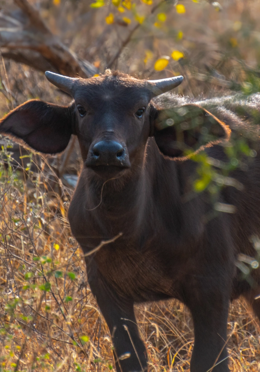 8-days-7-nights-fly-me-around-kenya-safari-21