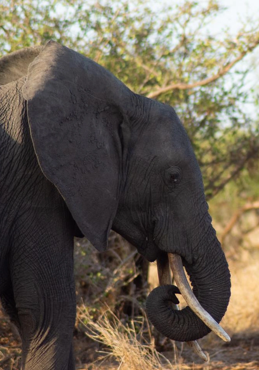 8-days-7-nights-skysafari-kenya-elewana-experience-4