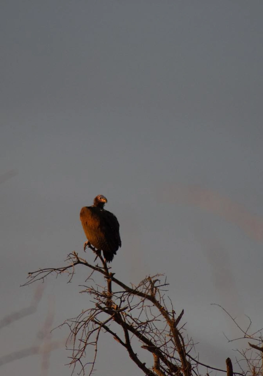 8-days-7-nights-skysafari-kenya-elewana-experience-5