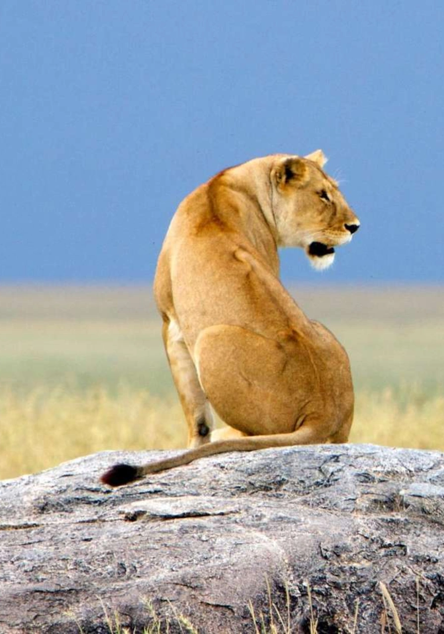 9-days-tanzania-birding-safaris-2