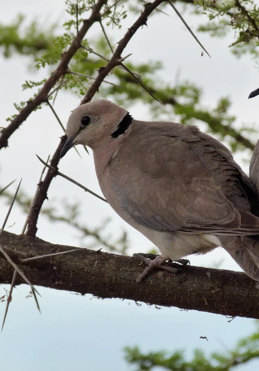 9-days-tanzania-birding-safaris-3