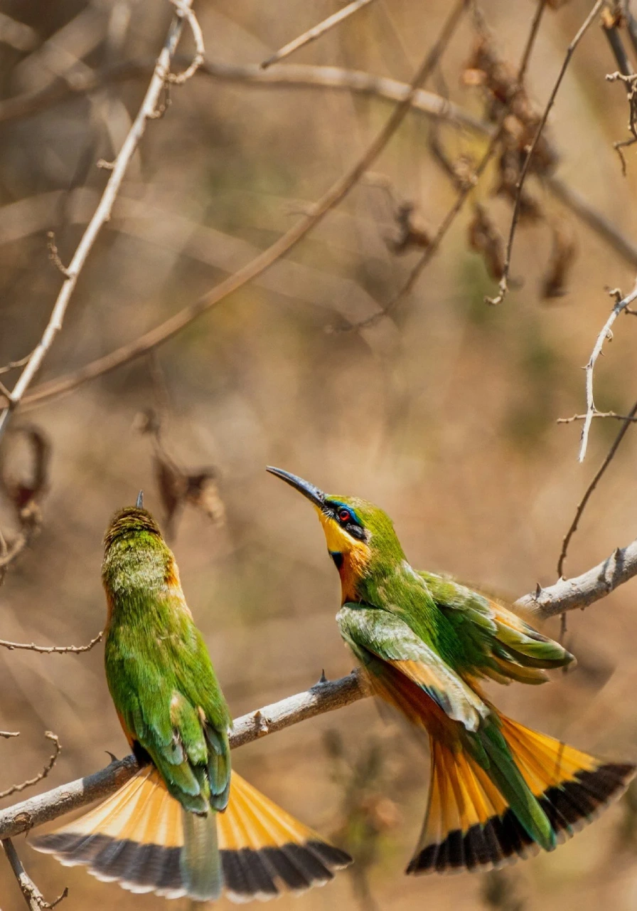 9-days-tanzania-birding-safaris-5