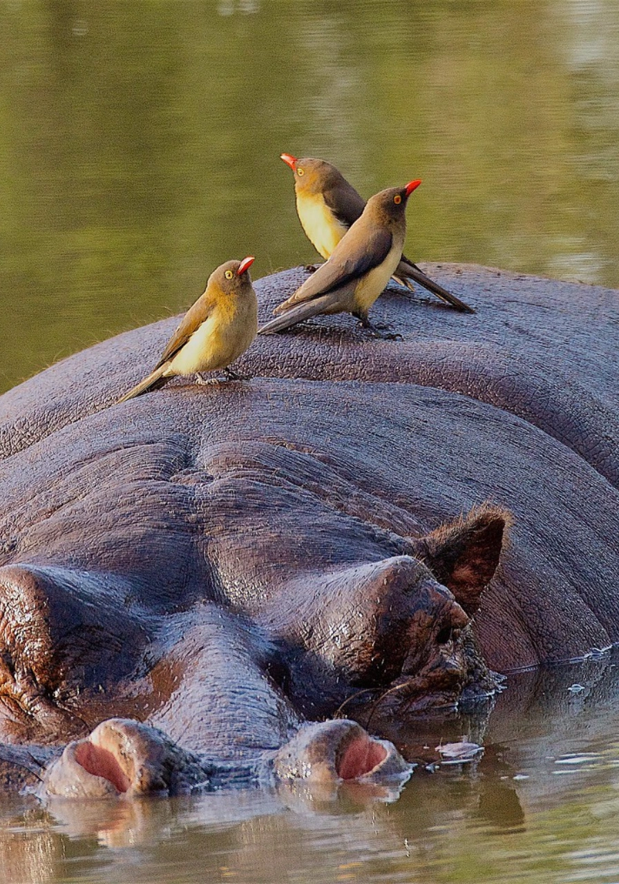 9-days-tanzania-birding-safaris-6