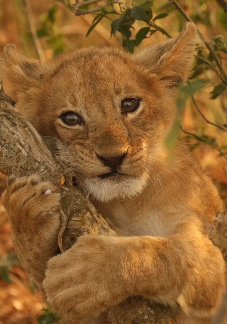 9-days-uganda-great-adventure-safari-2