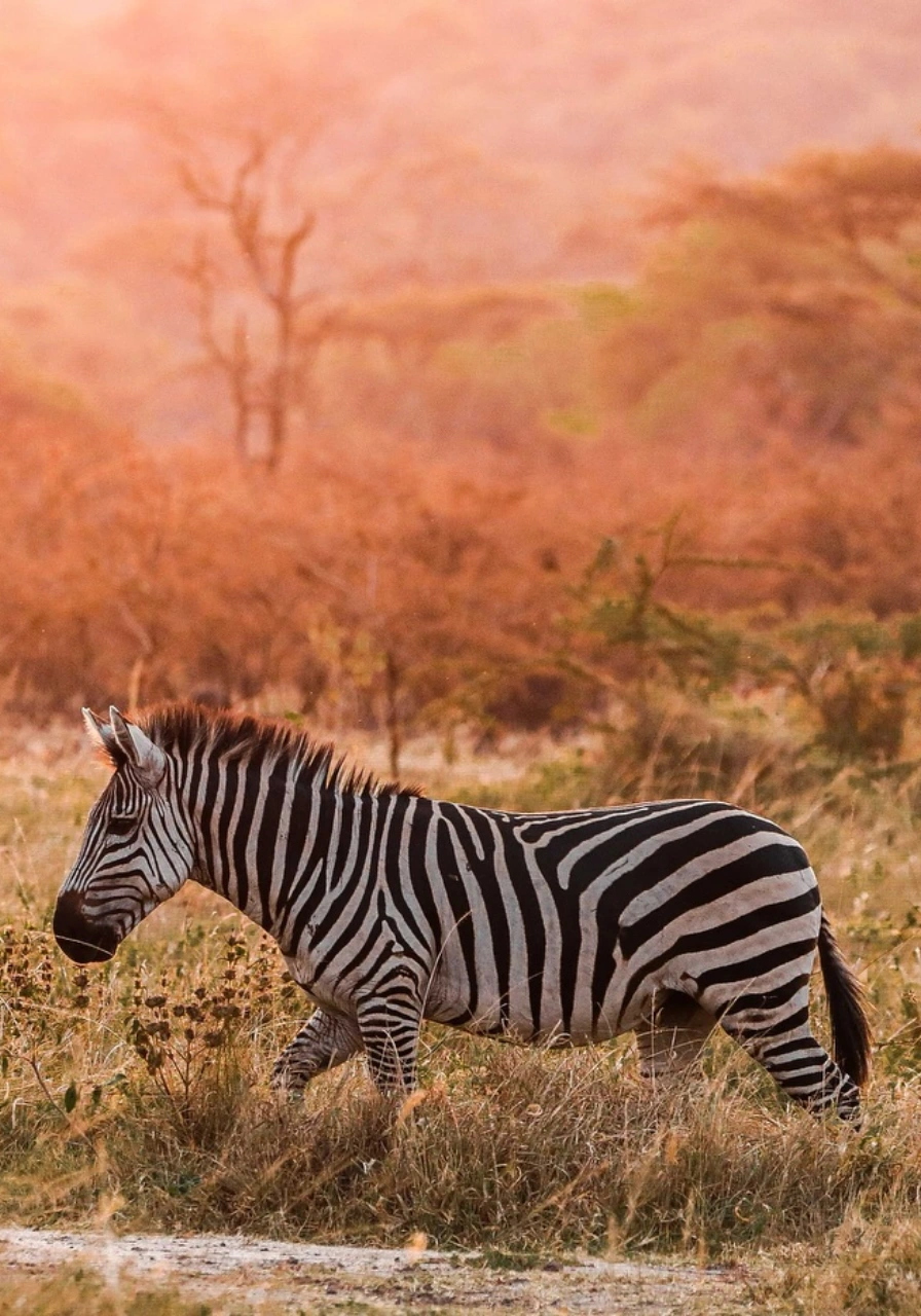 9-days-uganda-great-adventure-safari-4