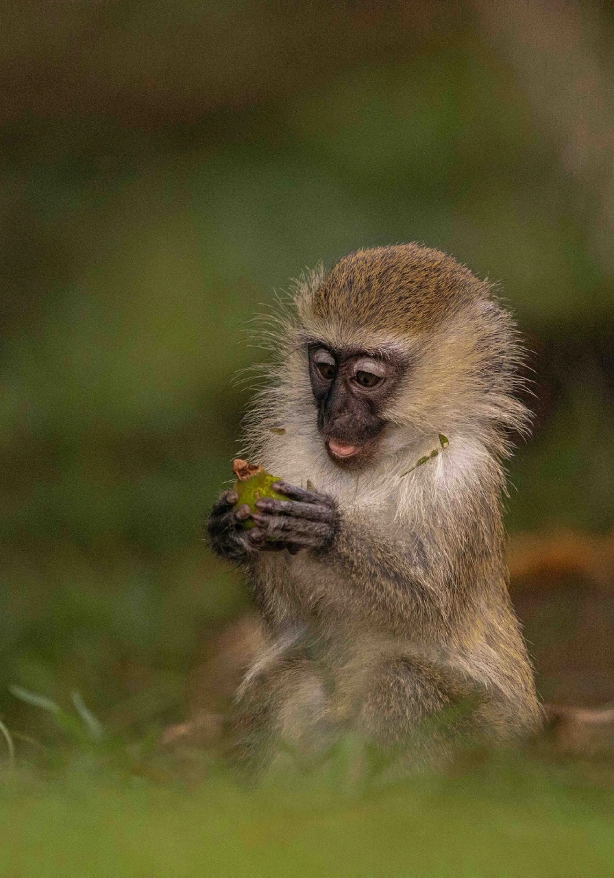 9-days-uganda-great-adventure-safari-5