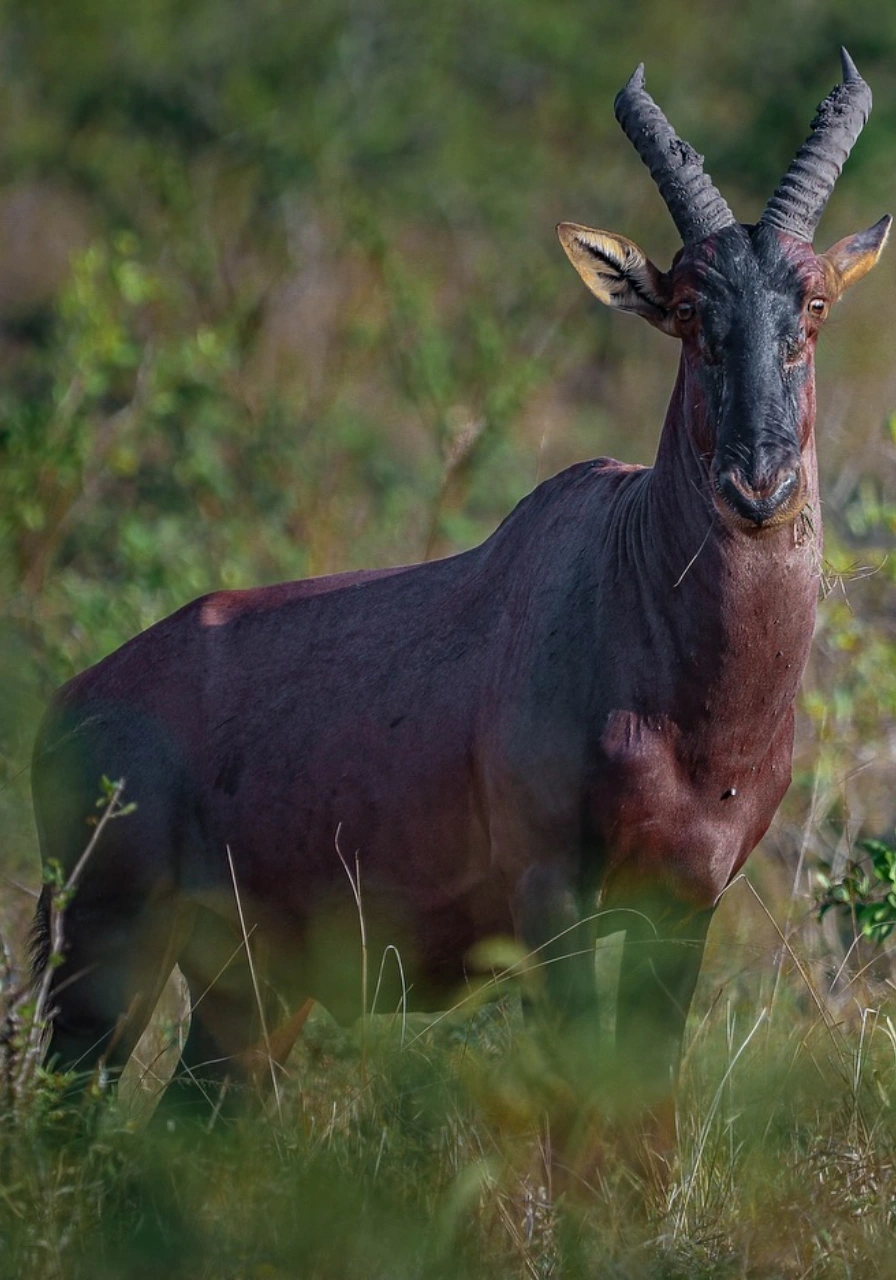 9-days-uganda-great-adventure-safari-6