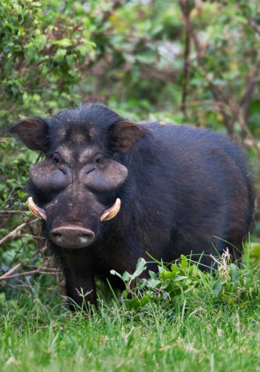 aberdares-national-park-10