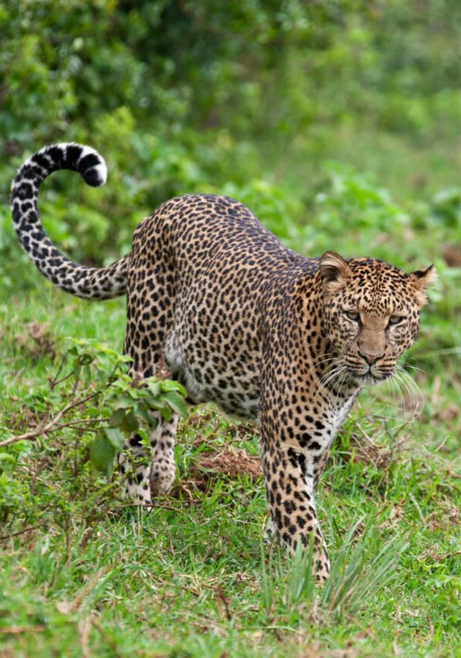 aberdares-national-park-11