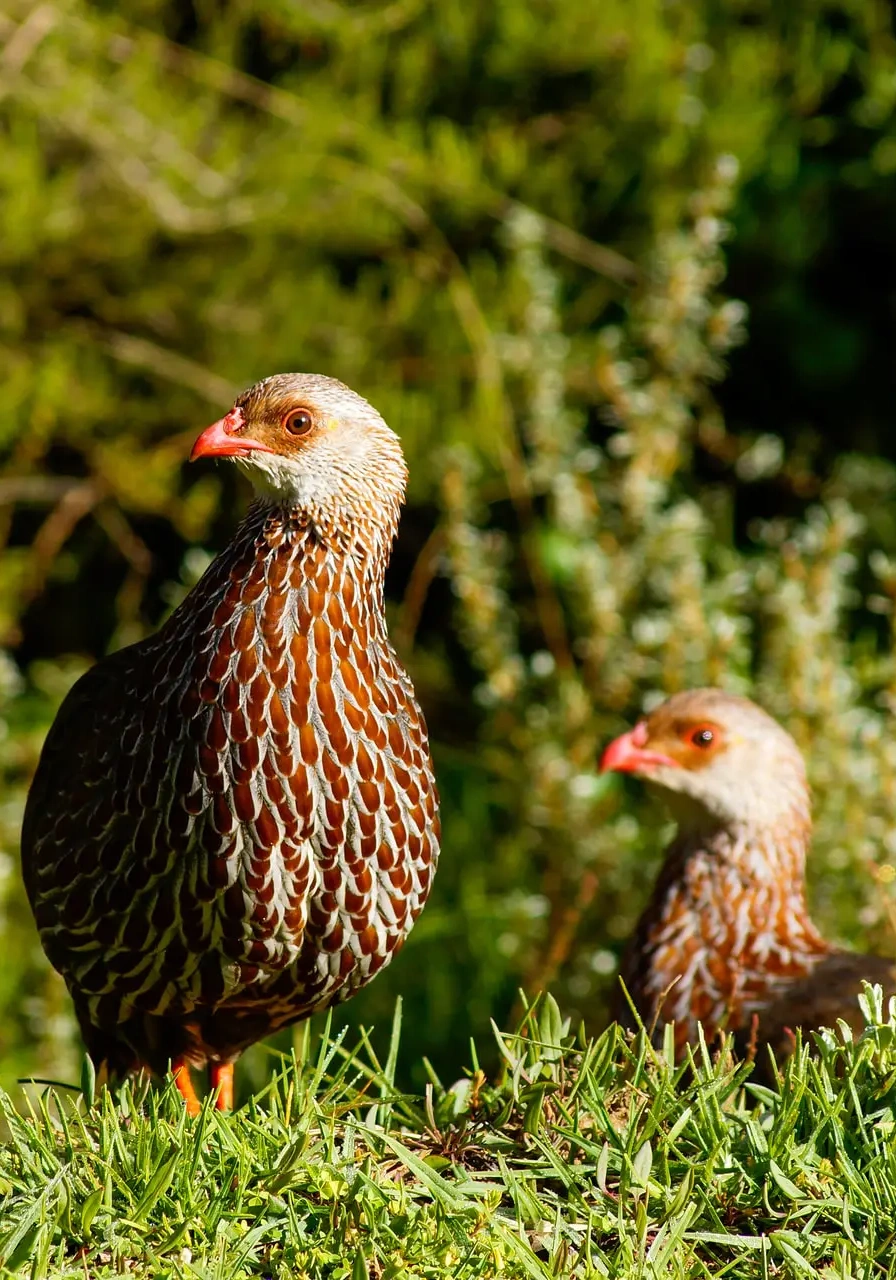 aberdares-national-park-5