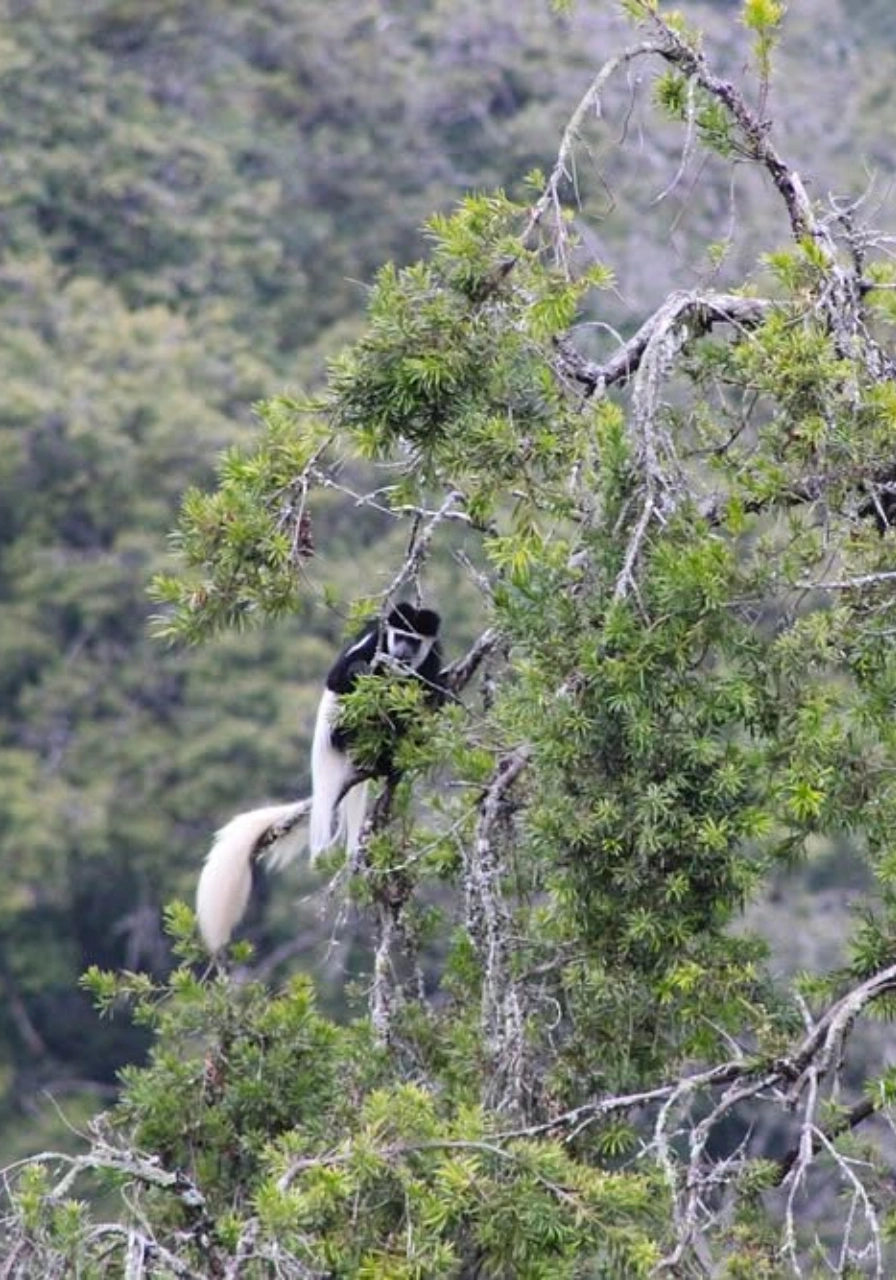 aberdares-national-park-8