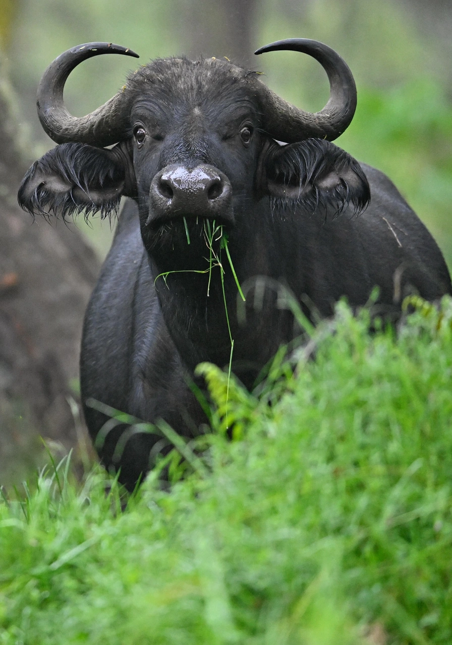aberdares-national-park-9