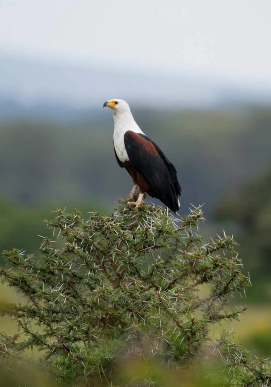 amboseli-national-park-5
