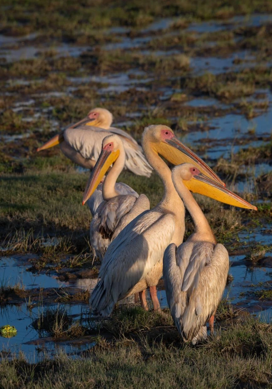 amboseli-national-park-6