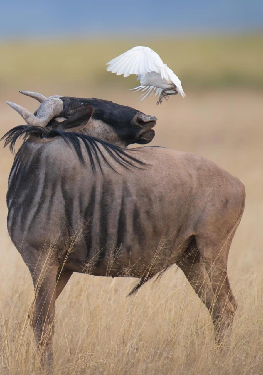 amboseli-national-park-7