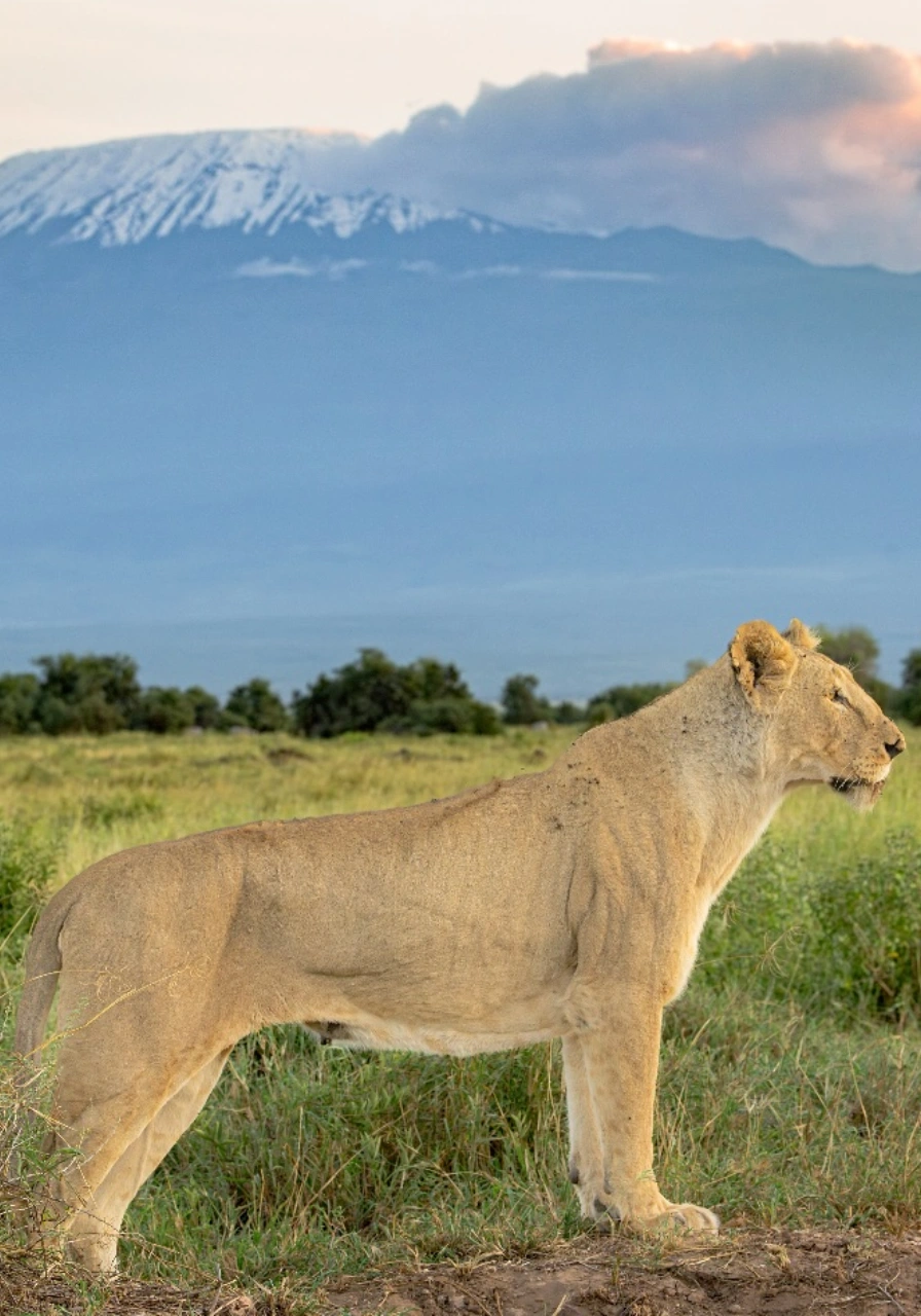 amboseli-national-park-9 (1)
