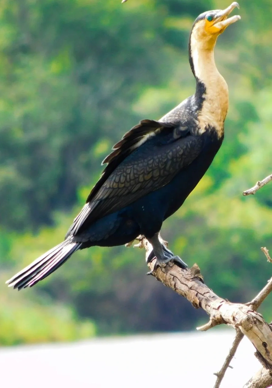 bwindi-impenetrable-national-park-5