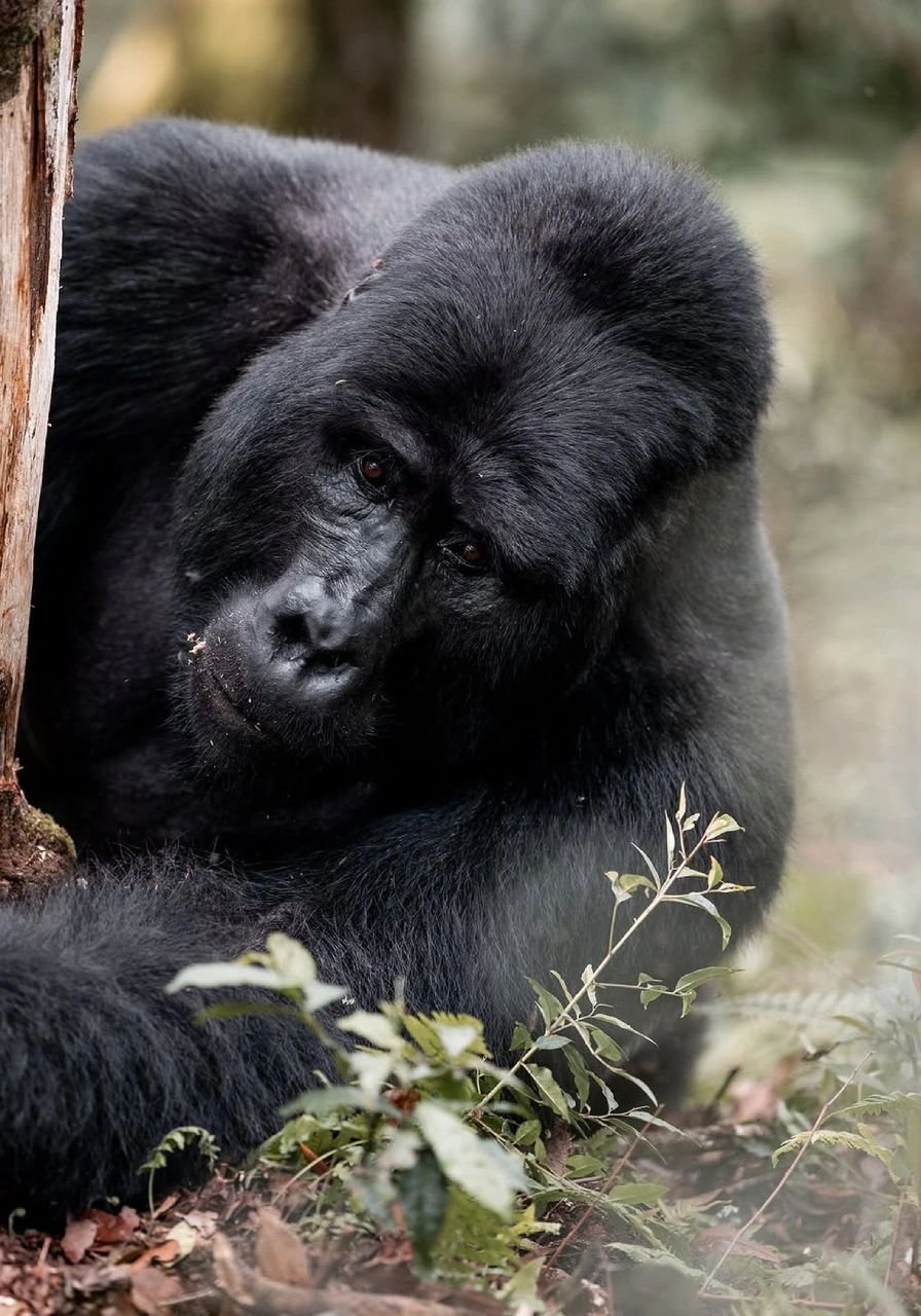 bwindi-impenetrable-national-park-6