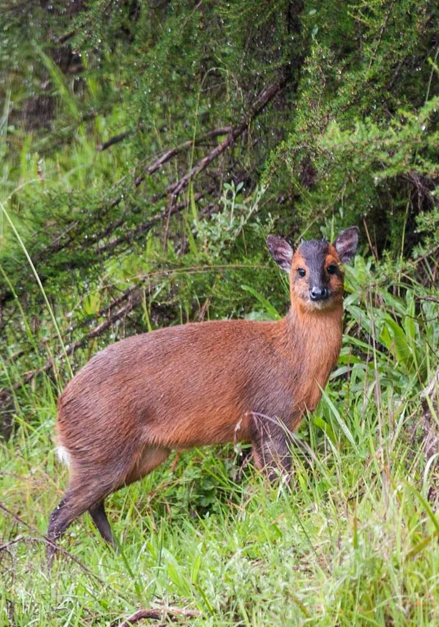 bwindi-impenetrable-national-park-7