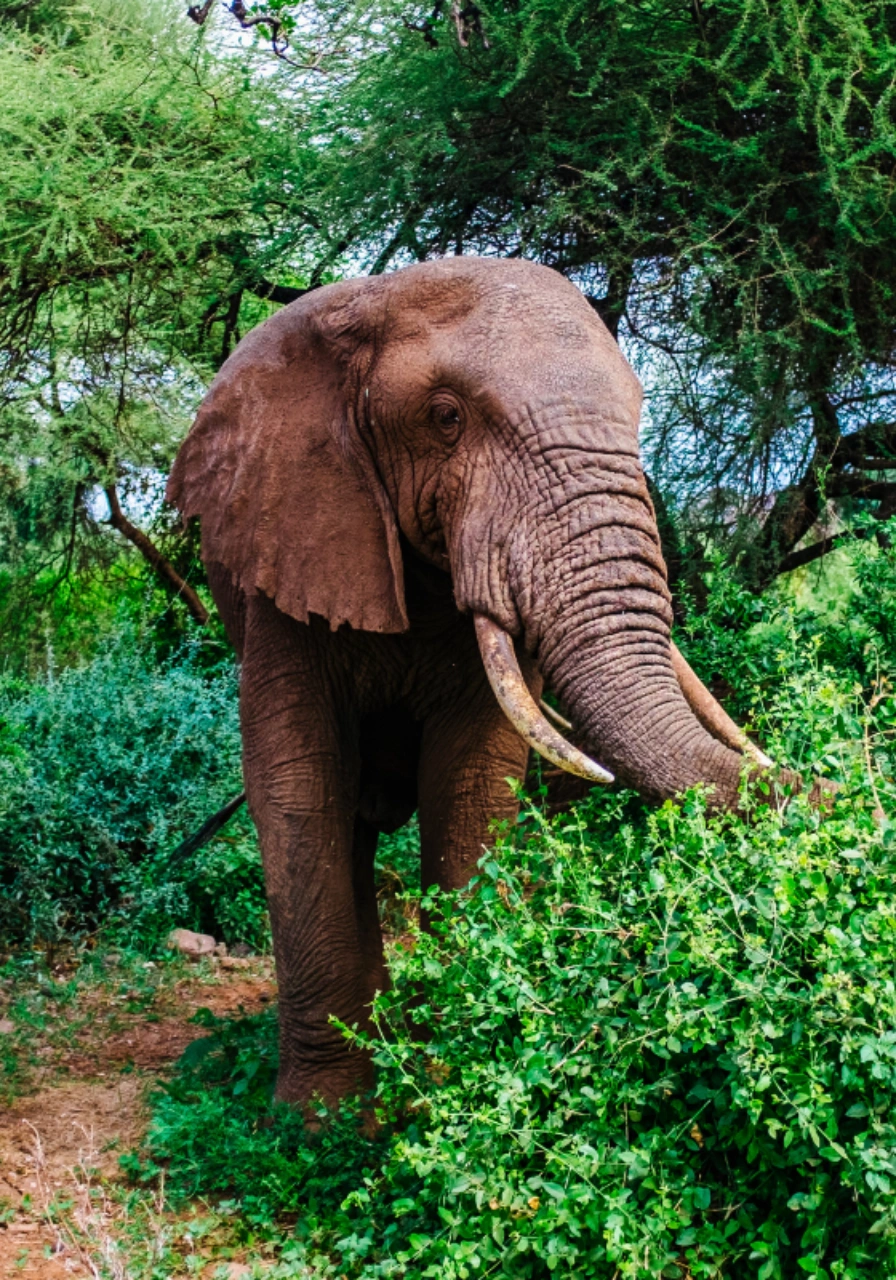 bwindi-impenetrable-national-park-8