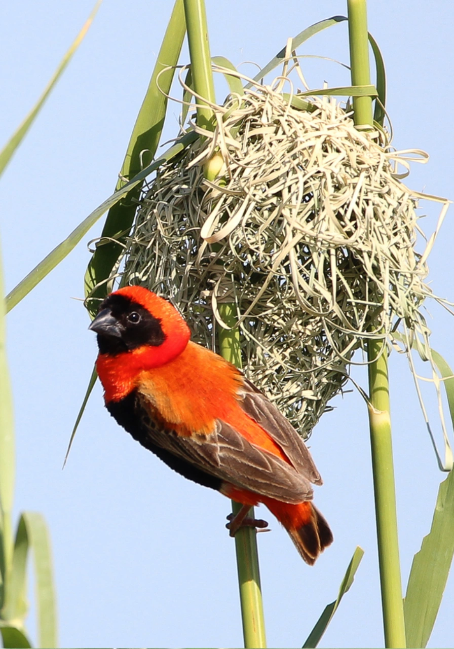 bwindi-impenetrable-national-park-9