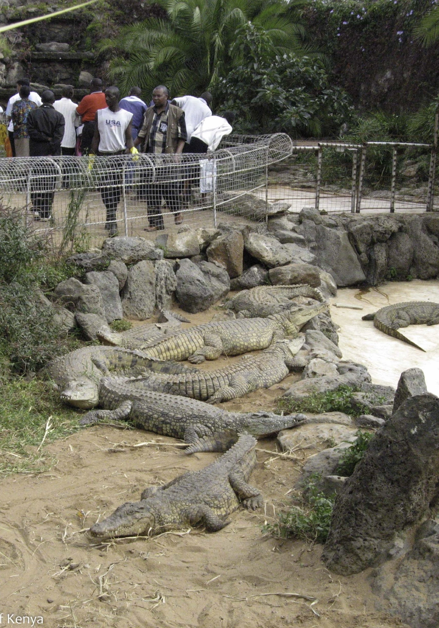 full-day-city-tour-mamba-village-3