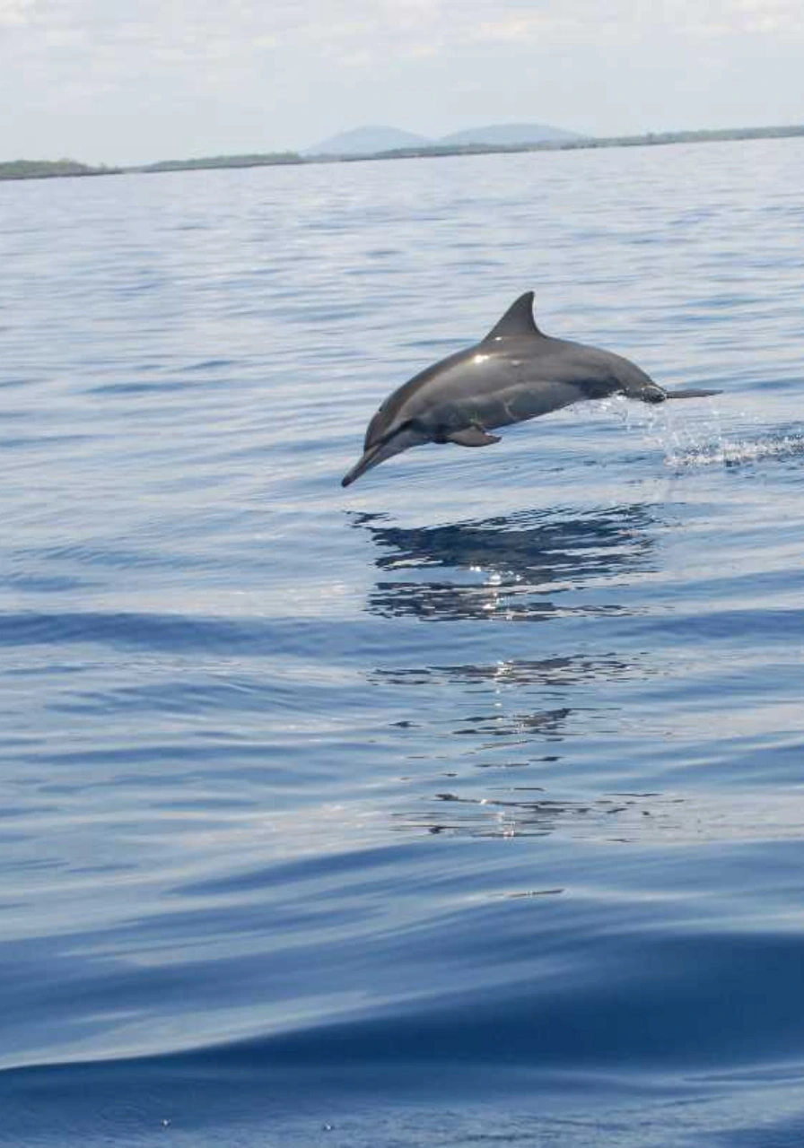 full-day-malindi-marine-and-gedi-ruins-3