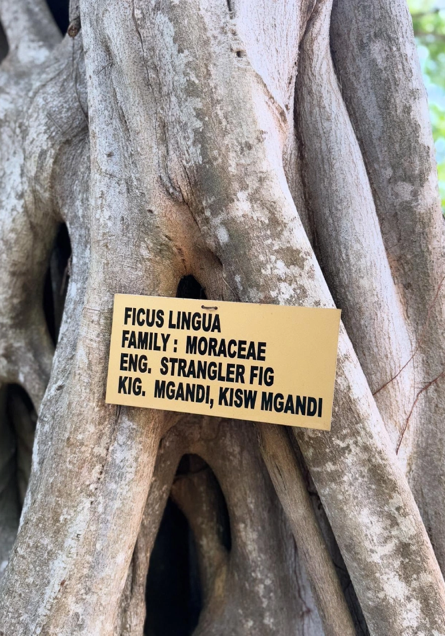 full-day-malindi-marine-and-gedi-ruins-4