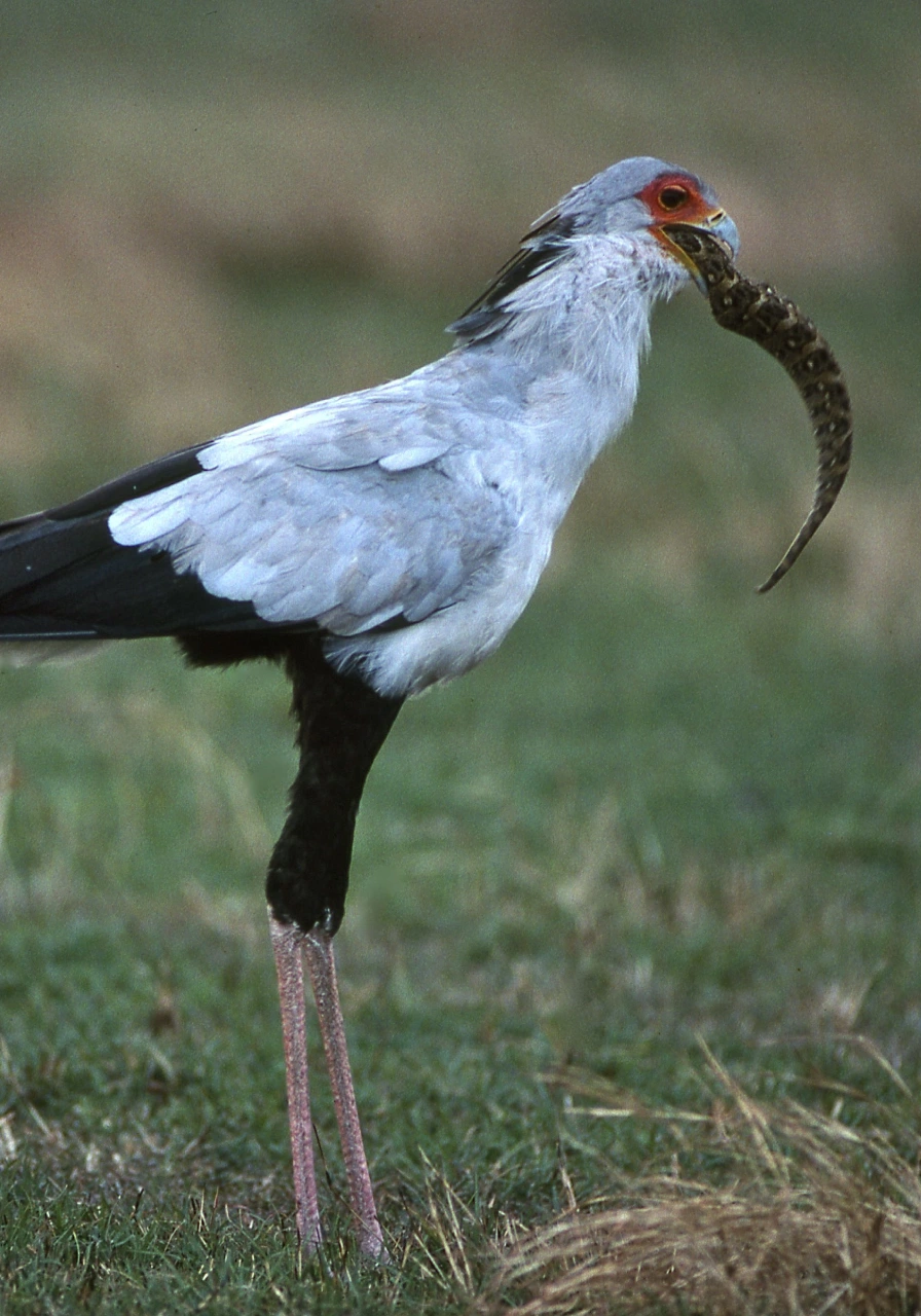 full-day-tsavo-east-3