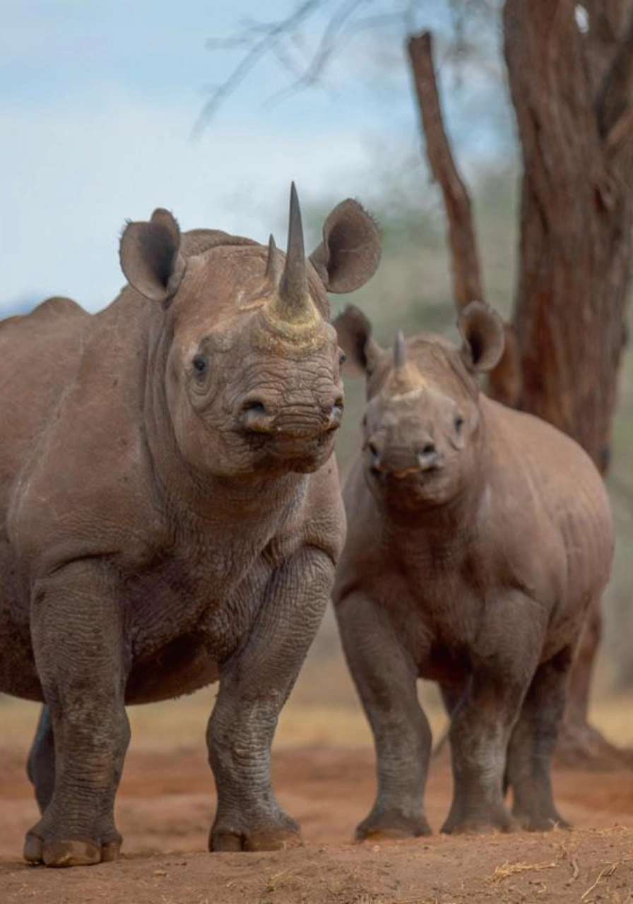 full-day-tsavo-east-5
