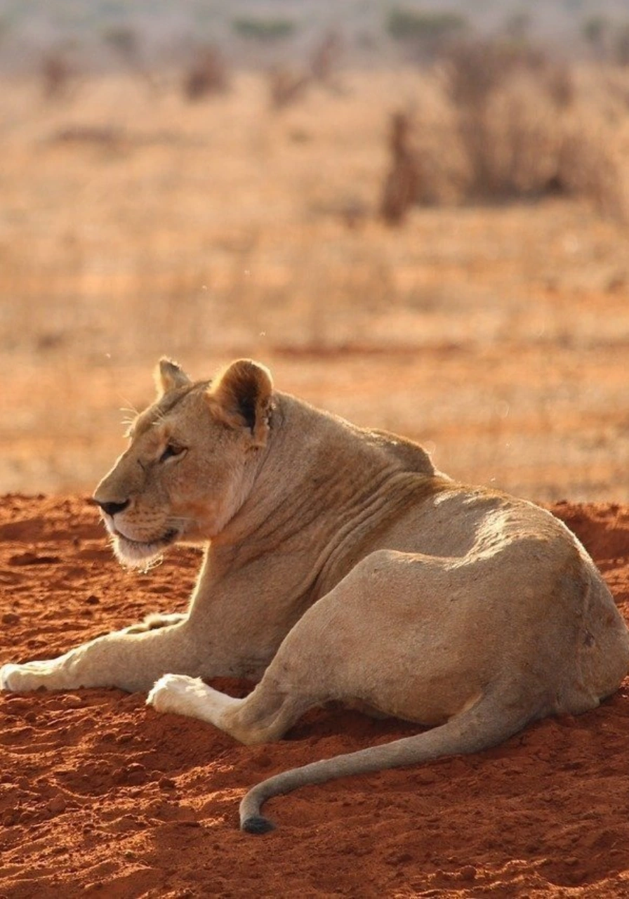 full-day-tsavo-east-6